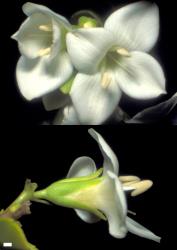 Veronica macrantha var. brachyphylla. Flowers. Scale = 1 mm.
 Image: W.M. Malcolm © Te Papa CC-BY-NC 3.0 NZ